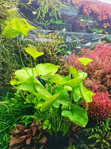 丹麦大香菇懒人阴性水草鱼缸草缸绿植缸团宠