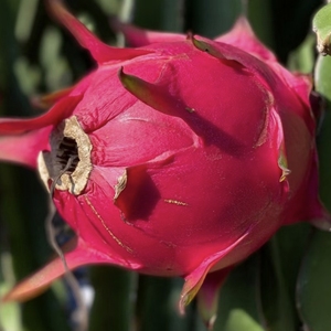 遂溪红心火龙果 湛江火龙果应季新鲜水果现摘现发遂溪特产火龙果