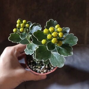 日本高山雅菊小豆島イソギク高山寒菊山野草黄花盆景素材耐寒耐热