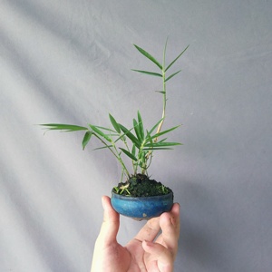 日本迷你竹 掌上竹子 带盆栽好 四国矮竹 四国岛竹 长不大的竹子