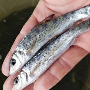 yy389782629淘宝花骨鱼苗卢季季郎底层清道夫鸡郎小宠物活体冷淡水