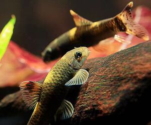 熊猫墨头老虎小精灵鱼耐寒淡水进口原生除藻除青苔工具鱼活体鱼