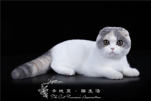 【三花折耳猫】三花折耳猫品牌,价格 - 阿里巴巴