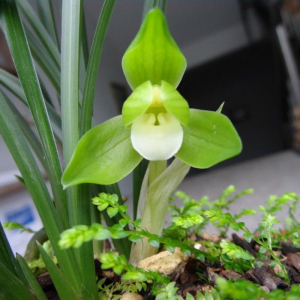 春兰荷瓣素心杨氏素荷传统老品种兰花兰草盆栽绿植花卉盆景包邮