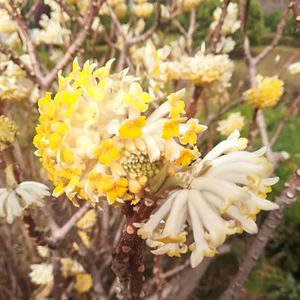 带花苞浓香大型丛生结香花树爱情树花灌木别墅庭院花坛风景树耐寒