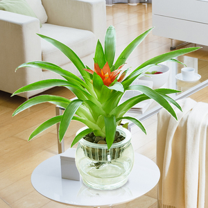 鸿运当头盆栽真花水培植物水养室内花红运当头水生四季花卉观花草