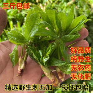东北野生刺五加新鲜五加皮五爪菜刺果棒刺拐棒吉林通化新鲜山野菜