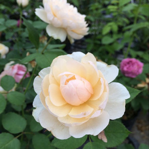 【月月红园艺】小兔子月季花苗小白兔花卉浓香庭院阳台盆栽