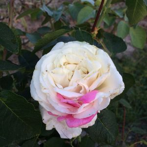 【月月红园艺】伊芙白法师扦插苗(独杆不包活),实生根接苗