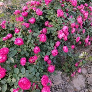 乔治一世国王月季