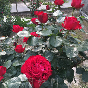 月月红园艺/茶花女月季扦插小苗