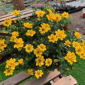 鬼针草盆栽花卉银线菊植物室外露天可养耐热花期长易爆盆四季花卉