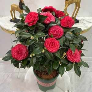 茶花盆栽六角大红带原土 四季香妃树苗 山茶花盆栽室内大红花重瓣