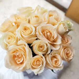香槟玫瑰20支