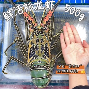 鲜活印尼衫龙虾杂龙虾 大青龙虾菲律宾野生海捕小青龙油龙虾500g