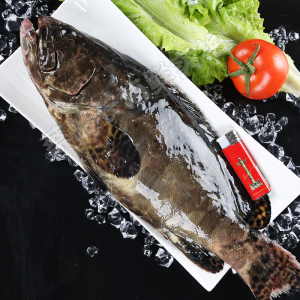 海鲜鲜活生猛野生珍珠龙胆鱼海捕新鲜深海鱼大石斑鱼活体1-20斤