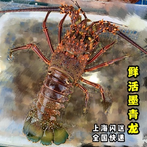 鲜活墨青龙仔墨西哥青龙越南大龙虾新鲜小青龙虾1斤单价具体称重