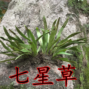 肾精草 七星草 瓦苇 刀伤药 小叶骨牌剑丹 中药材250克