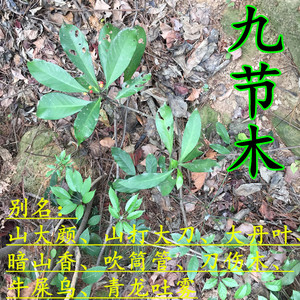 深山野外九节木 山大颜 大罗伞  暗山香 山打大刀 大丹叶 刀伤木
