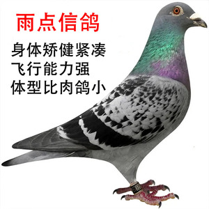 雨点信鸽鸽子活一对活体种鸽青年鸽幼鸽小鸽子赛鸽成绩鸽原配一对