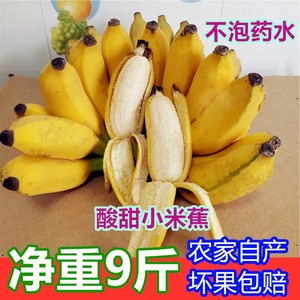 广西小米蕉新鲜香蕉10斤包邮 酸甜米蕉小米焦小芭蕉 非粉蕉皇帝蕉
