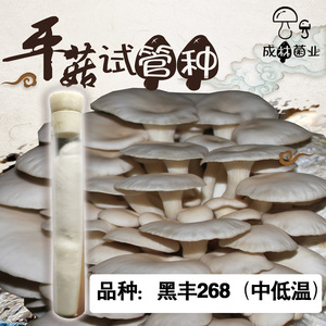 餐饮生鲜 农业种子种苗 菌菇种苗 平菇棒