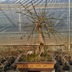 虎蹄迎春盆景老桩造型黄花迎春精品提根盆栽黄金雀提根盆景包邮