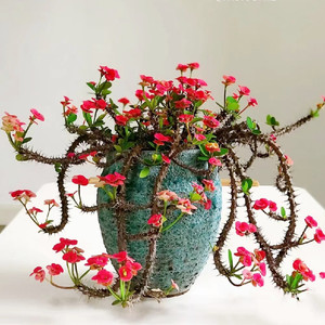 容易养红色虎刺梅多年生白色铁海棠夏季室内观花防辐射多肉小植物