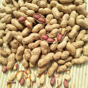 山东熟花生五香带壳炒熟原味坚果炒货小零食散装下酒