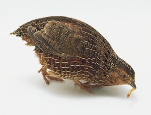 包邮 法国巨型鹌鹑 麦脱沙维鹌鹑 白沙维  黑沙维鹌鹑种蛋 受精蛋