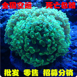 绿榔头珊瑚活体 进口珊瑚 海水鱼活体