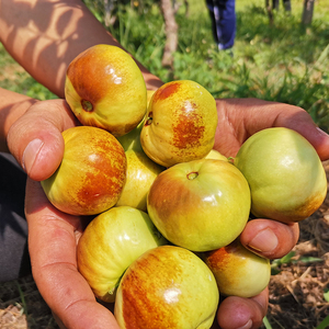 云南扁枣蜜枣高原蟠枣冬枣青枣新鲜枣水果 酥脆甜 肉厚核小