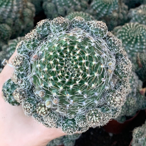 乌艳丸仙人球开花方便面丽花球属多肉植物室内防辐射小盆栽 可批