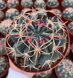 超大赤城仙人球室内阳台防辐射吸甲醛易养绿植含盆带土栽好包邮