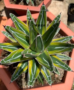 超大世之雪锦龙舌兰多肉植物办公室内阳台易养吸甲醛绿植包邮