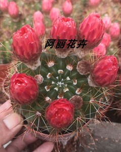 实生红花青王丸仙人球室内阳台防辐射易养植物含盆带土栽好包邮