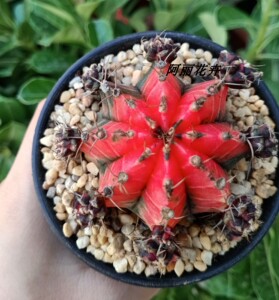 红牡丹仙人球易开花办公室内阳台防辐射绿植含盆带土栽好包邮