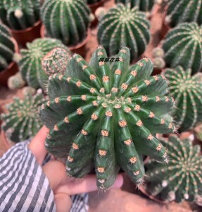 新款浓桃筋开大花仙人球室内阳台防辐射绿植含盆带土栽好包邮