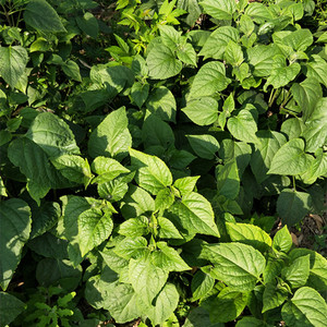 小草山野菜  农家现采现发 无污染 纯野生新鲜山芝麻叶500g/份