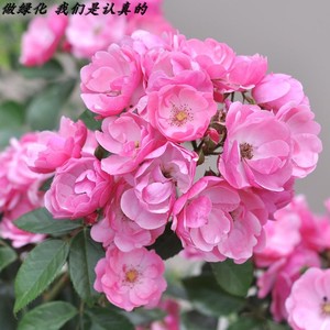 宠物及园艺 花卉 月季蔷薇类植物 七姐妹蔷薇苗