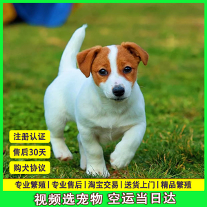 北京杰克罗素梗犬活体幼犬小型犬杰克罗素梗平毛刚毛活体猎梗猛犬