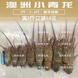 小青龙虾