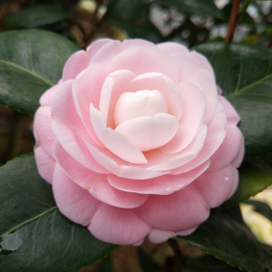 茶花盆栽老品种广东粉宫粉小桃红室内绿植花卉客厅阳台花当年开花