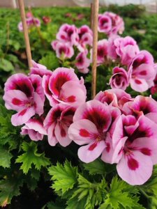 晶晶小园天竺葵糖果双色多季开花阳台庭院办公室绿植盆栽植