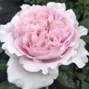 雄马花园 伊芙幻塔索斯    浓香月季 一加仑 实生根接苗