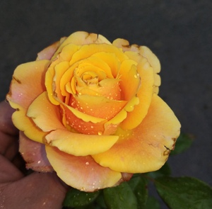 【雄马花园】魔法师 新品月季 一加仑 实生根接苗