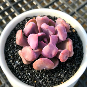 丘比特 多肉植物 防辐射肉肉植物花卉办公室盆栽 可爱肉肉植物