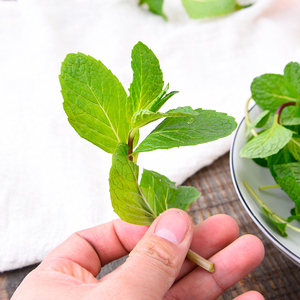 新鲜薄荷叶食用现摘现发西餐莫吉托调酒烘培diy饮料香料500克