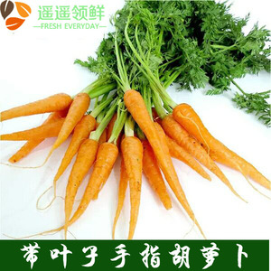 新鲜带叶子手指胡萝卜宝宝辅食沙拉食材摆盘迷你小萝卜500克