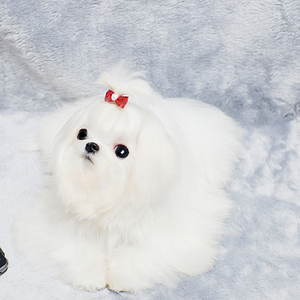 马尔济斯幼犬纯白色长毛狗狗超小体茶杯犬玛尔济斯小狗公主狗小马